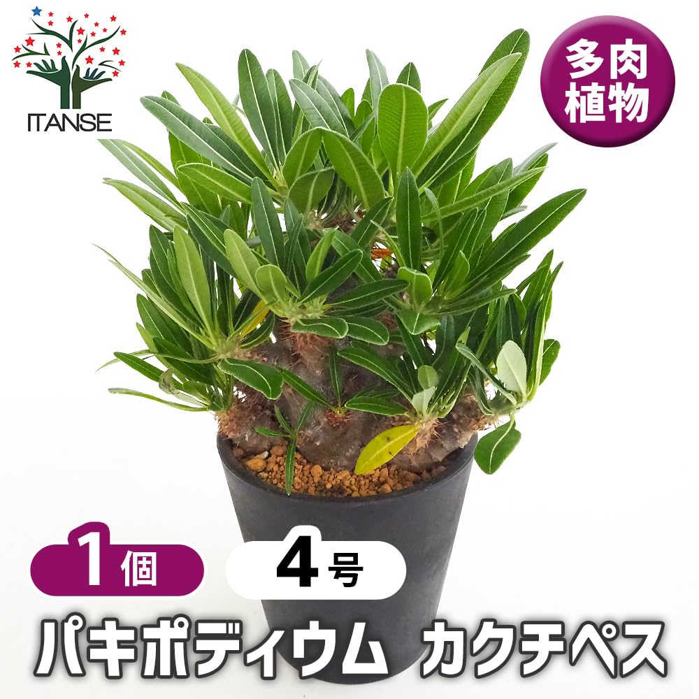 Amazon.co.jp: ITANSE パキポディウム カクチペス 4号 1個売り